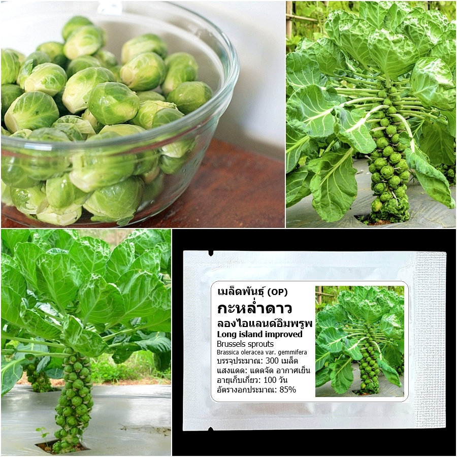 เมล็ดพันธุ์ กะหล่ำดาว Long island improved Brussels sprouts Seed 300 เมล็ด คุณภาพดี ของแท้ 100%