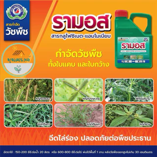 รามอส (Ramos) ขนาด 4ลิตร สารป้องกันกำจัดวัชพืช (1ลังX6 แกลลอน) By พูนณรงค์