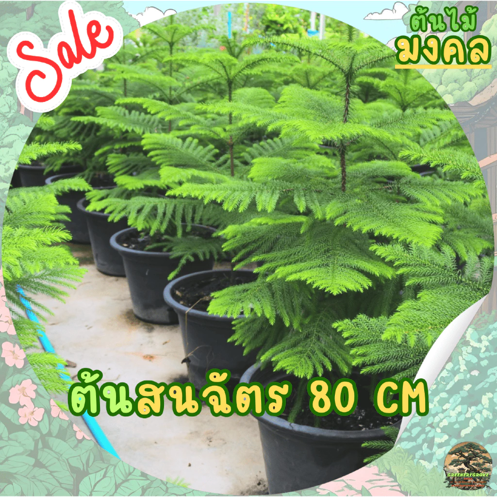 [พร้อมส่ง] ต้นสนฉัตร (Norfolk island pine) ขนาด 70-80cm (ราคาต่อ1ต้น)
