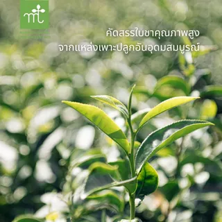 มารุเซ็น ชาเขียวญี่ปุ่นชนิดผง อัลติเมท ขนาด 1 กก. Maruzen Matcha Ultimate