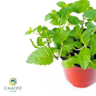 ต้นเปปเปอร์มินต์ ออร์แกนิค Organic Peppermint กระถาง 4 นิ้ว และ 6 นิ้ว