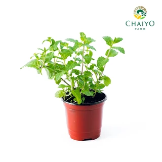 ต้นเปปเปอร์มินต์ ออร์แกนิค Organic Peppermint กระถาง 4 นิ้ว และ 6 นิ้ว