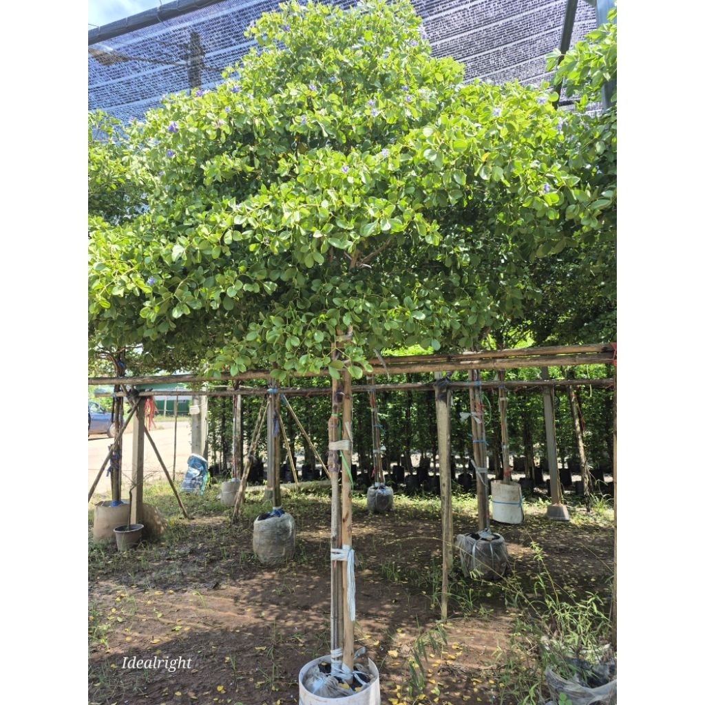 ต้นแก้วเจ้าจอม 10ใบ สูง2.5เมตรขึ้นไป พุ่มใหญ่สวยงาม