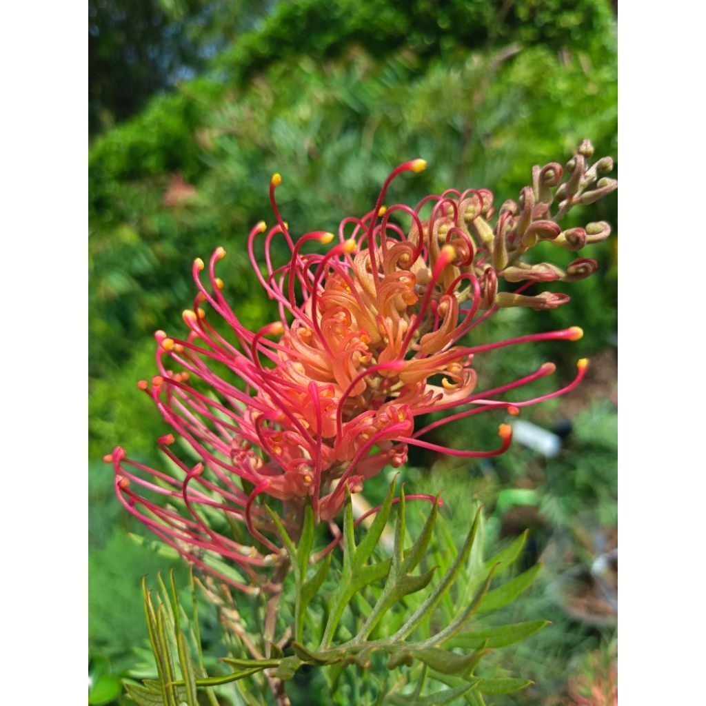 สนเกรวิลเลีย (Grevillea) พันธุ์ใหม่ ดอกใหญ่ หลากหลายสี