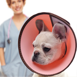 AL-1305 ปลอกคอกันเลีย collar คอลล่ากันเลีย แมวหมา ป้องกันการ…