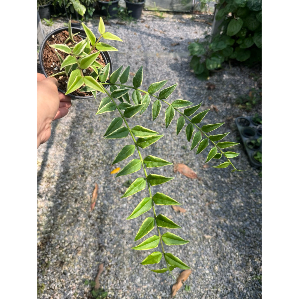 Hoya bella (albomarginata) 🌸🌸ด่างขอบ