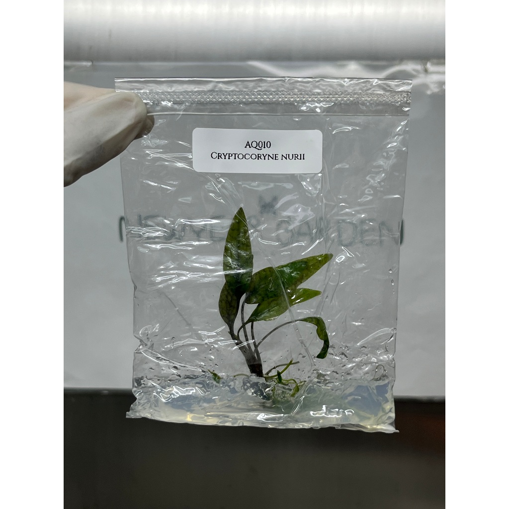 ไม้น้ำ: Aquatic Plants: คริปนูรี่: (AQ010) Cryptocoryne Nurii Tissue Culture (1 plant/bag)
