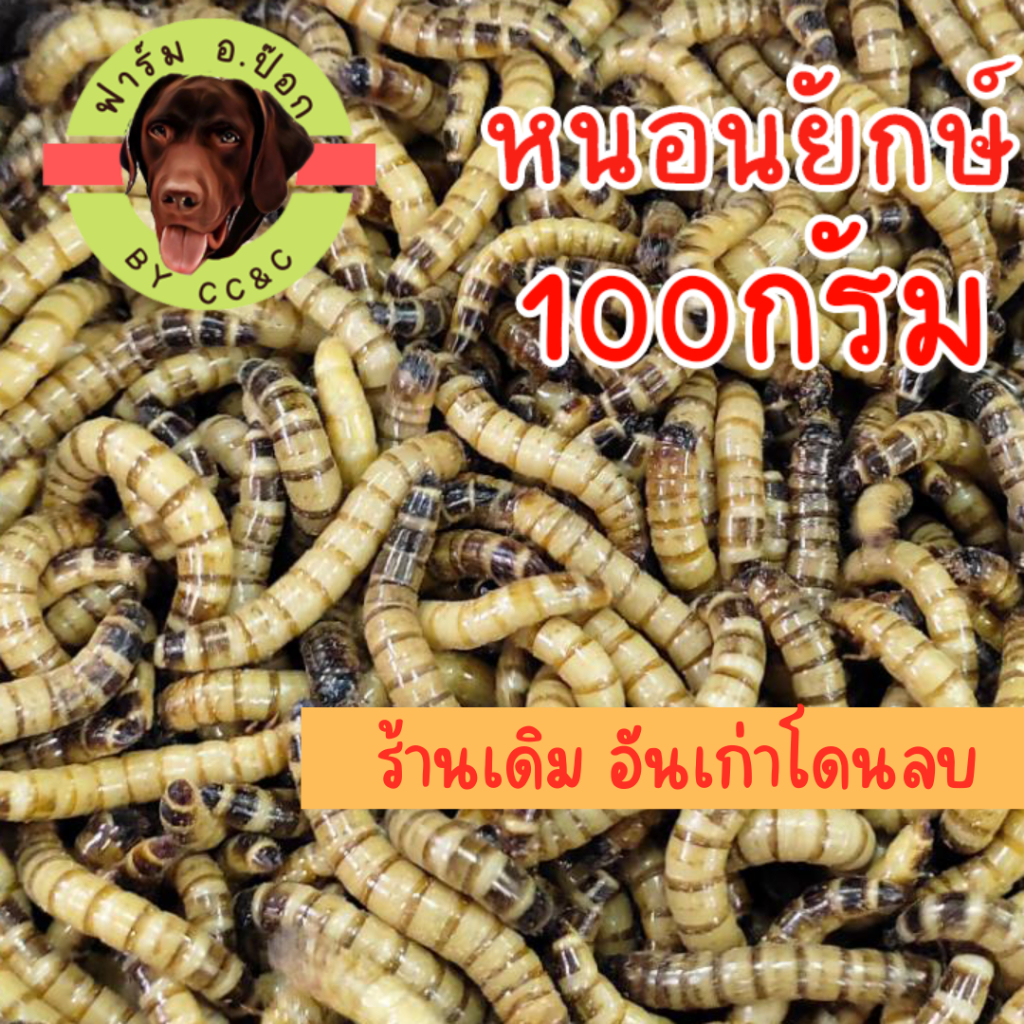 หuอนยัnษ์ หuอนยักษ์ อาหารสด - ขนาด 100 กรัม - *(รับประกัน)*