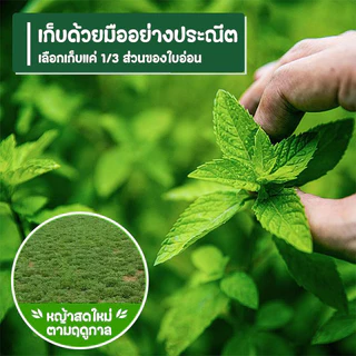 หญ้าอัดเม็ด อัลฟาฟ่าอัดเม็ดพรีเมียม Alfalfa 100% กระต่าย แพรี่ด็อก แกสบี้ ชินชิล่า เดกู เต่า 500กรัม