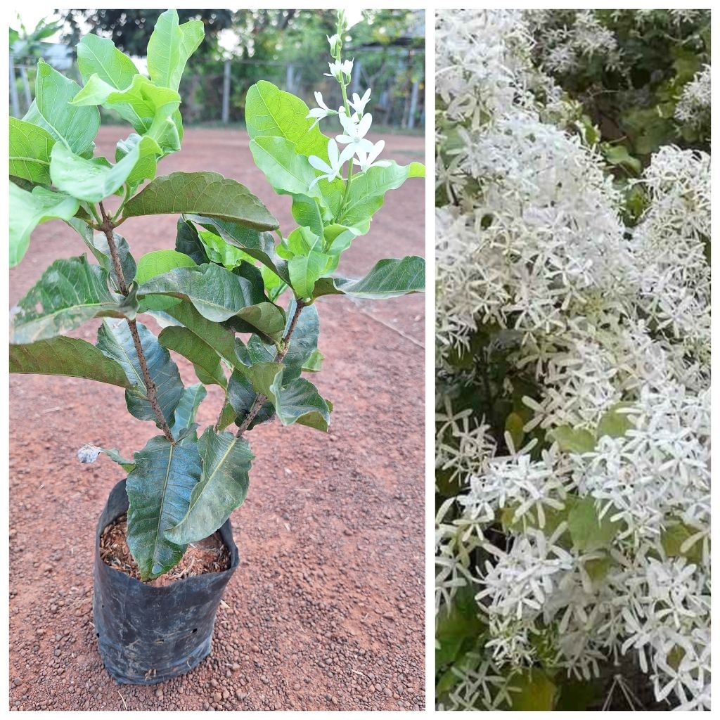 ต้นพวงครามขาว(ชำกิ่ง)สูง40-50เซนฯไม้เลื้อยช่อดอกสีขาว,ติดดอกทั้งปี