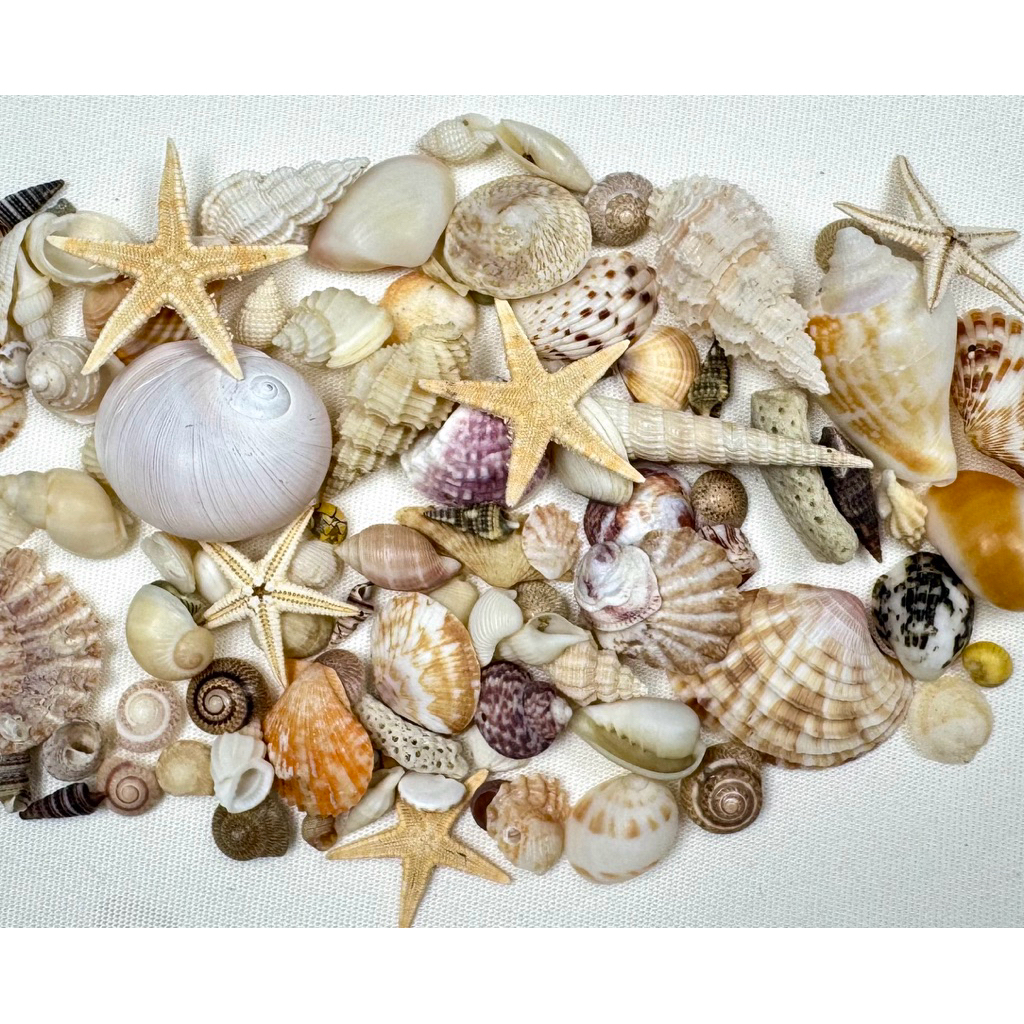 เปลือกหอยธรรมชาติ คละแบบ 🐚 สำหรับงาน DIY เรซิ่น ตกแต่งทะเล (แถมทราย)