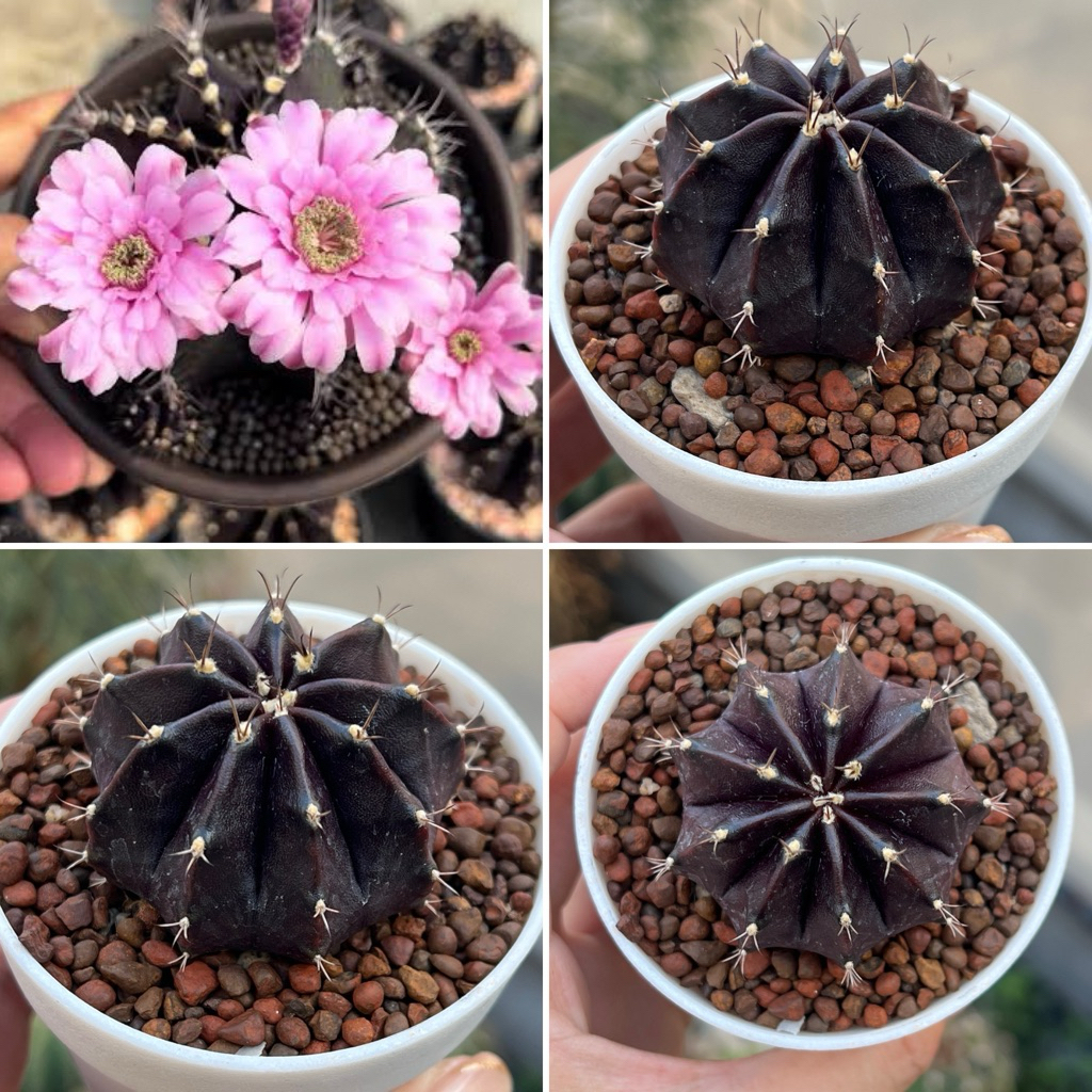 Gymno black widow: ยิมโน แบล็ควิโดว์ แม่ม่ายดำ แคคตัส กระบองเพชร