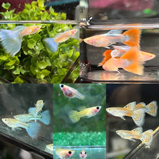 ชุดอ่างบัวสวยงาม แข็งแรง สวยๆตรงปกรับประกันสินค้า อ่างบัวหน้…