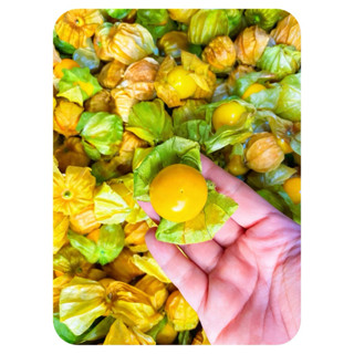 เคพกูสเบอรรี่ 2 กิโลกรัม  279 บาท(แถมพริกเกลือ)🍒