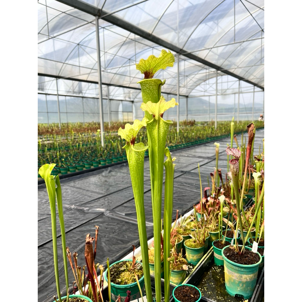รวมซาราซีเนีย (Sarracenia) ไม้กินแมลง คละสายพันธุ์ สีสวย ฟอร์มแน่น พร้อมเลี้ยง