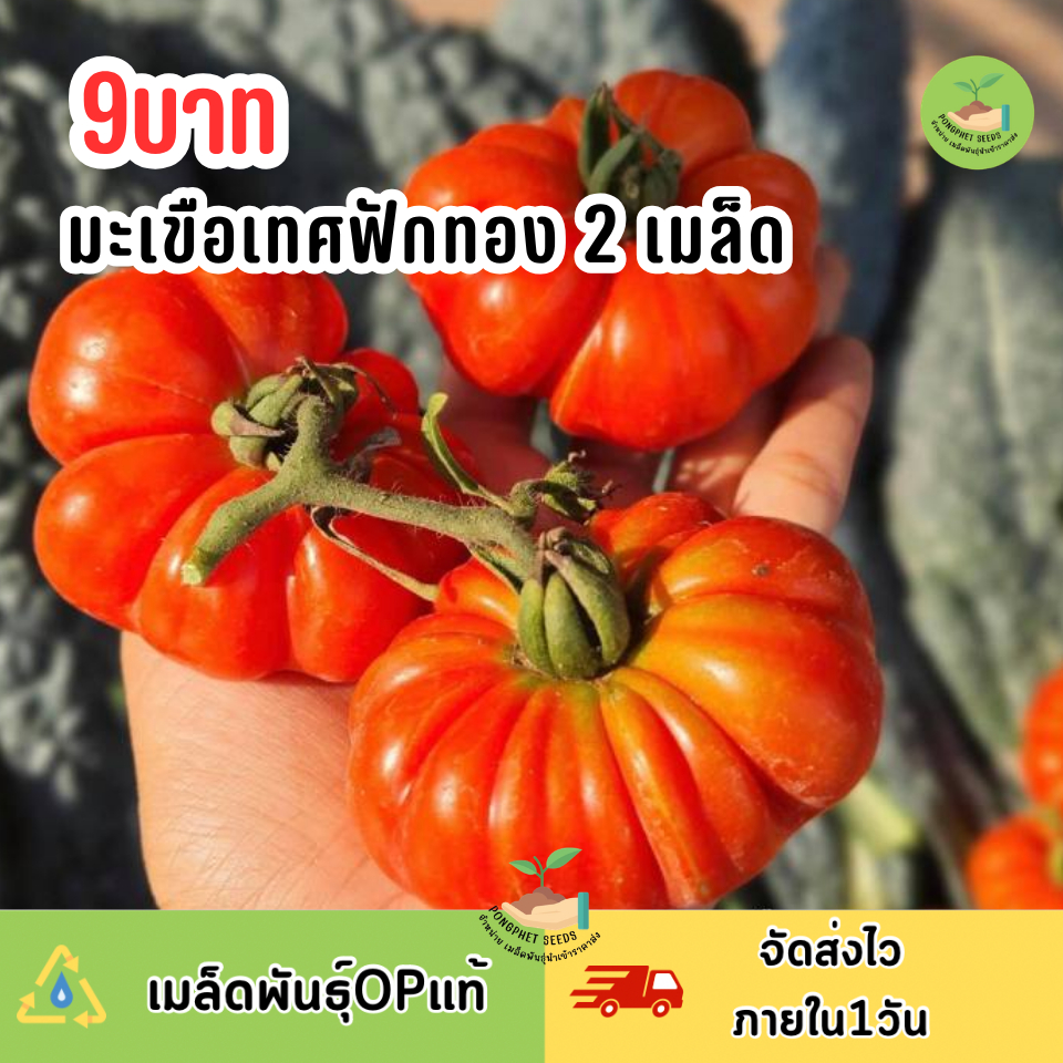 เมล็ดพันธุ์มะเขือเทศฟักทอง 2 เมล็ด