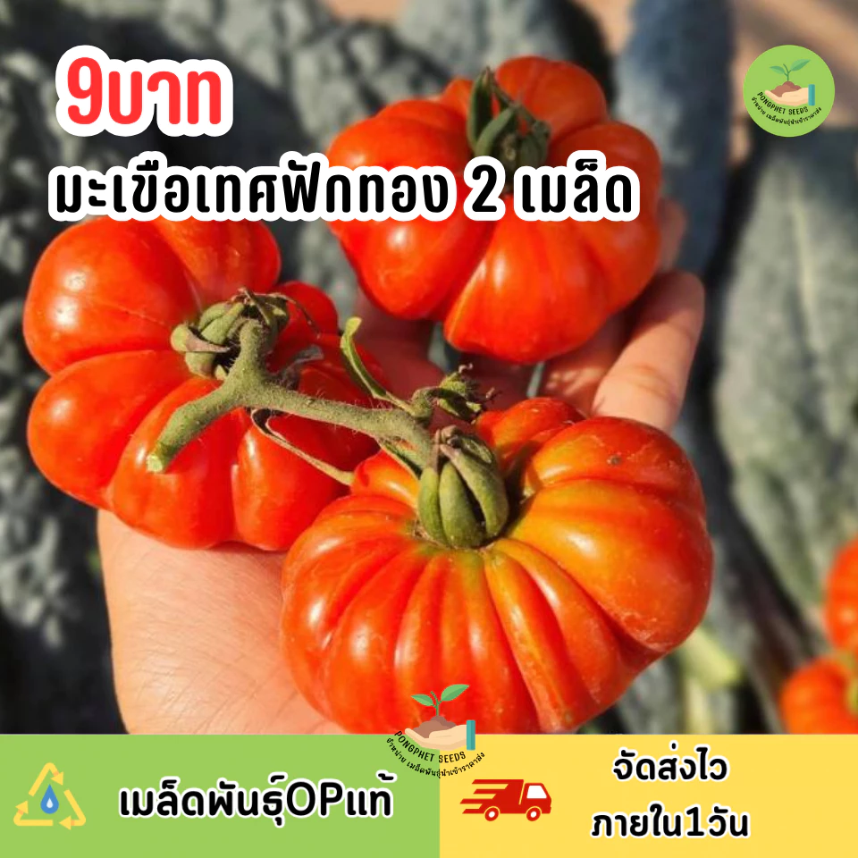 เมล็ดพันธุ์มะเขือเทศฟักทอง 2 เมล็ด