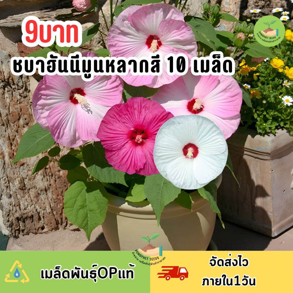 เมล็ดพันธุ์ชบาฮันนีมูนหลากสี 10 เมล็ด ราคาถูก Shopee Lazada