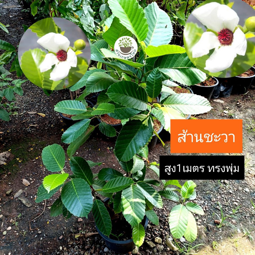ต้นส้านชะวา ต้นติดดอกแล้ว สูง1เมตร ไม้ไทย