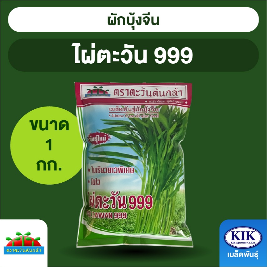 เมล็ดพันธุ์ ตะวันต้นกล้า ผักบุ้งจีน ไผ่ตะวัน999 SP BIG ซองใหญ่ ขนาด 1 กิโลกรัม