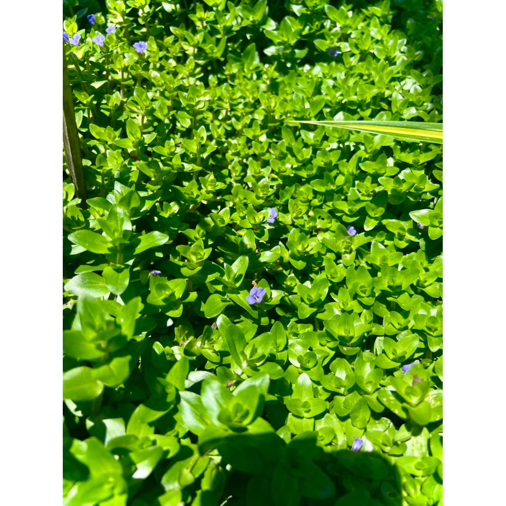 Giant Bacopa ต้น ลานไพลิน ไม้อวบน้ำดอกสีม่วงอมน้ำเงิน ใช้ประดับอ่างปลา ช่วยเป็นที่หลบภัยให้ลูกปลา