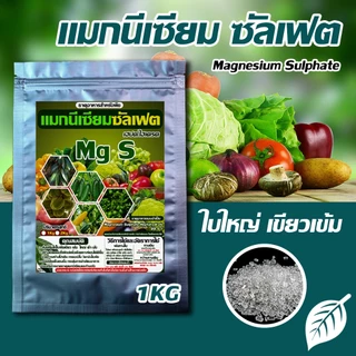 แมกนีเซียม ซัลเฟต ขนาด 1 Kg : ใบเขียว เข้ม ใหญ่ ดำ สร้างคลอโรฟิลล์ สังเคราะห์อาหารได้มากขึ้น