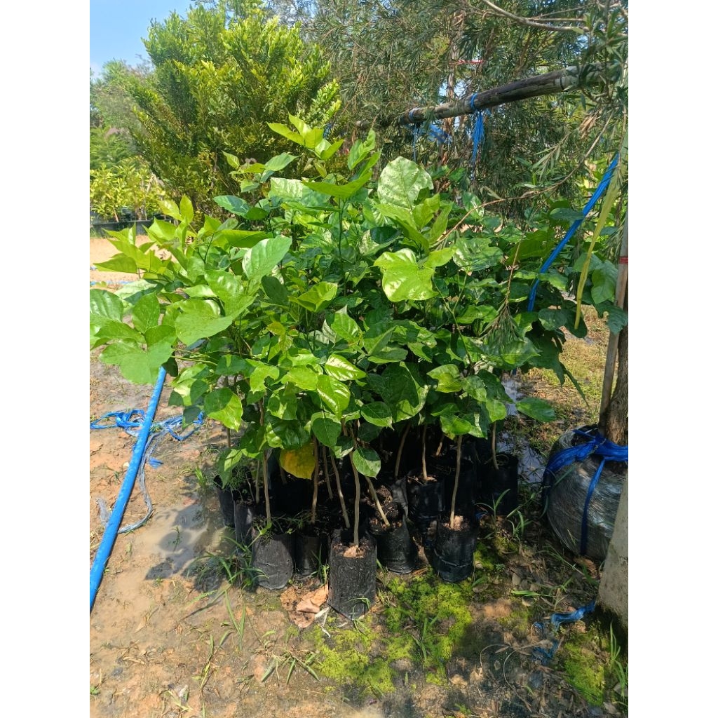 ต้นกล้าหยีน้ำ เซต 5 ต้น🌿