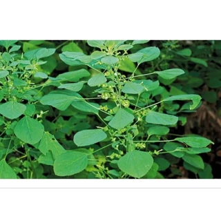 ตำแยแมว และกัญชาแมว ออแกนิก ไร้สารพิษ 100% 🌿 ชุด" 20 " ต้น