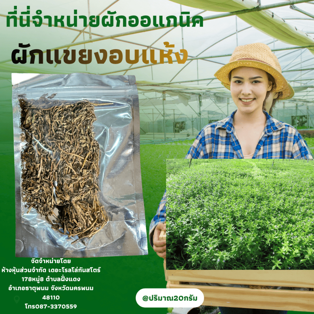 "ผักแขยงยอดอ่อนอบแห้ง20กรัม" คัดเฉพาะยอดสวยๆ กลิ่นหอมแรงสะใจ ใส่หม้อไหนก็แซ่บสะดวกสบาย