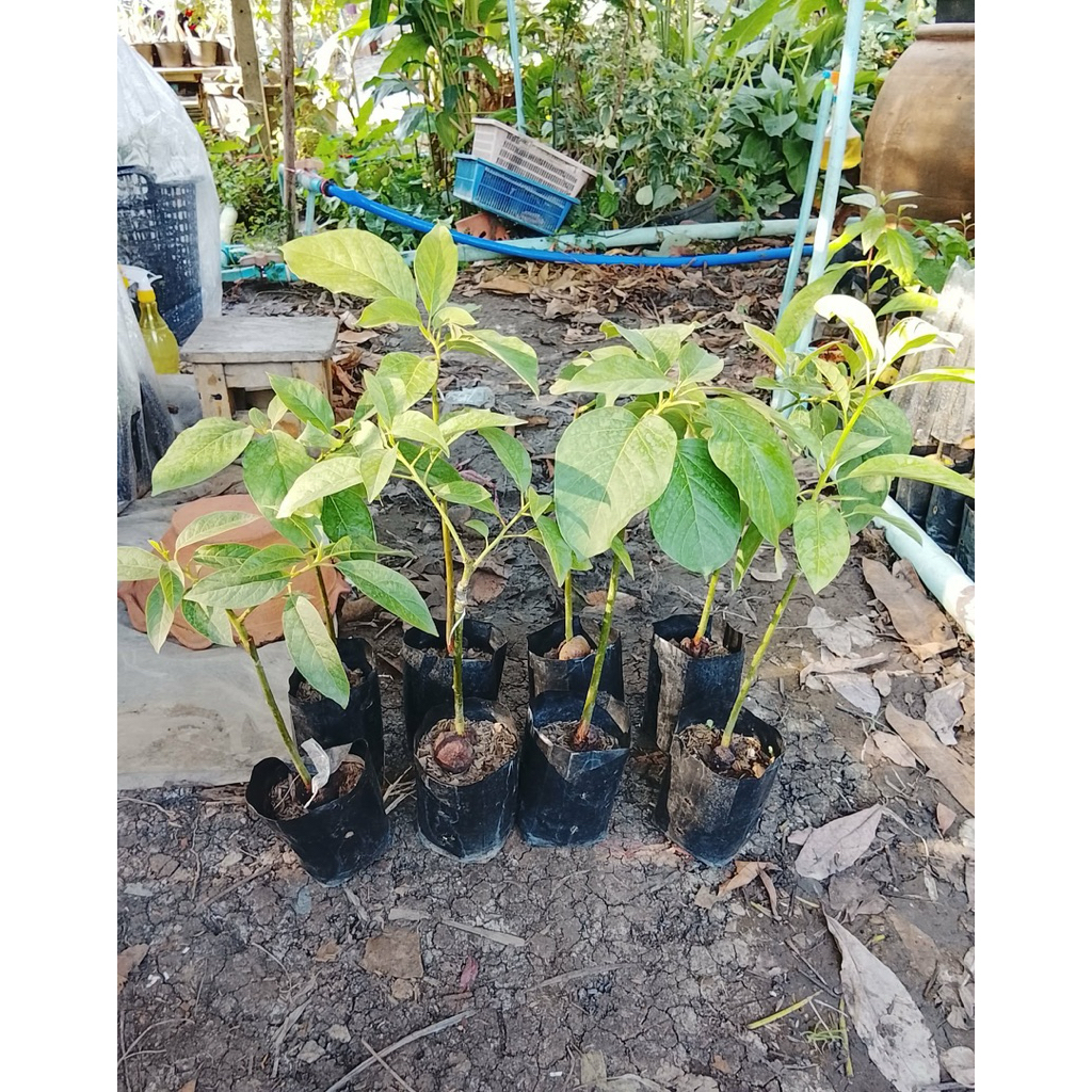 ต้นอะโวคาโด้A034 เวียดนาม(ต้นเสียบยอด)ความสูง40เซน