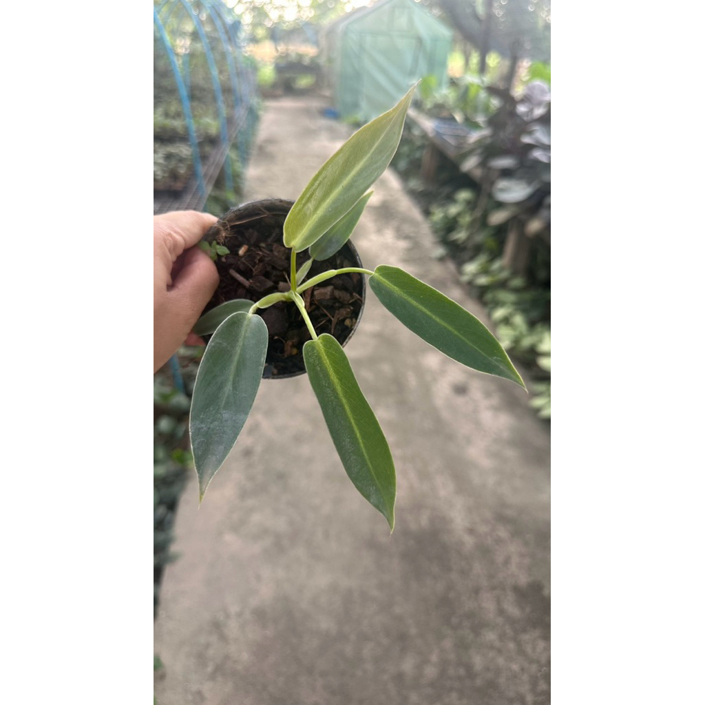 🍀Philodendron spiritus sancti 🍀ไม้กระถาง 3“-4"🍀