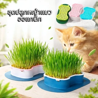 Boqi Factory กระถางปลูกพืช หญ้า สําหรับสัตว์เลี้ยง แมว ขนมขบเคี้ยว กล่องปลูกพืช PET-002
