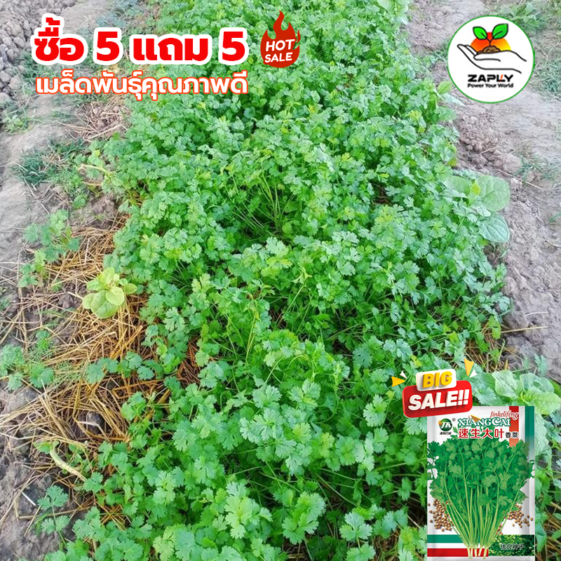 【5แถม5คละได้】🌱 เมล็ดพันธุ์ผักชี 10 กรัม ห่อใหญ่งอกดีมาก ผักไทย