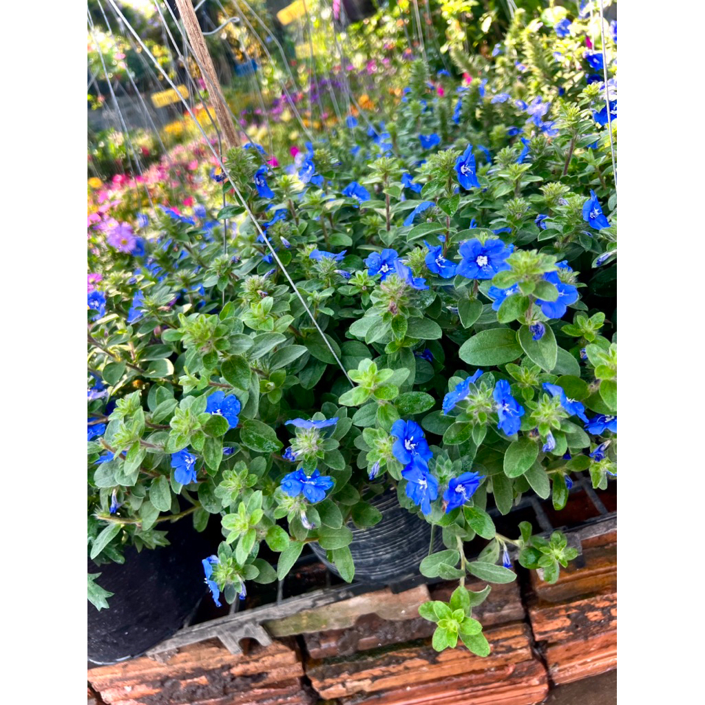 ต้น ฟ้าประดิษฐ์ Ground Morning Glory ไม้ประดับ ไม้คลุมดิน ไม้มงคล มีความหมายถึงความรักที่ยั่งยืนและค