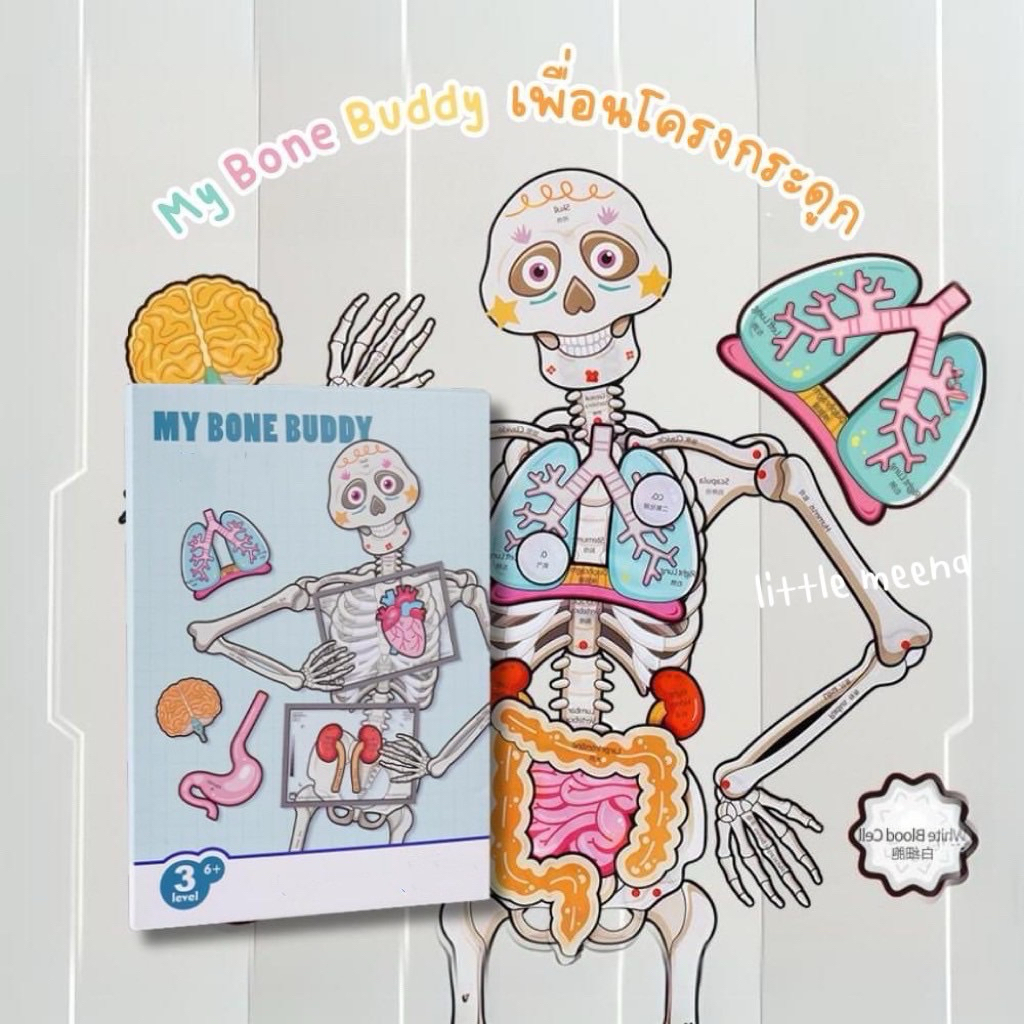 Pre order  My Bone Buddy  เรียนรู้เรื่องอวัยวะ
