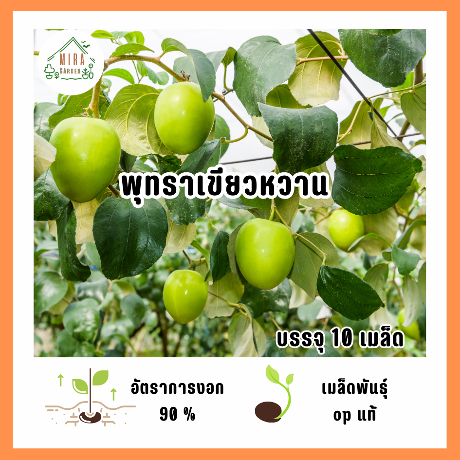 เมล็ดพันธุ์พุทราเขียวหวาน 10 เมล็ด
