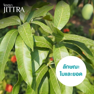 จิตตรา ต้นพันธุ์มะม่วงเขียวเสวย เสียบยอดสูง 60-80 ซม. โตไว ให้ผลเร็ว พร้อมส่ง เคลมฟรี ต้นพันธุ์ผลไม้