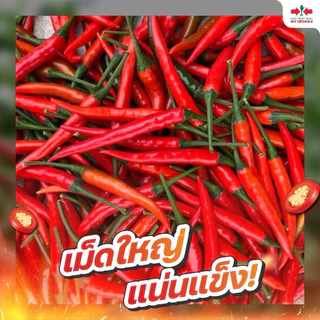 พริก ซุปเปอร์ฮอท 40 ศรแดง ขนาด 7,000 เมล็ด (ประมาณ 40 กรัม) ปลูกได้ 1 ไร่