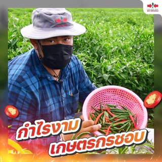 พริก ซุปเปอร์ฮอท 40 ศรแดง ขนาด 7,000 เมล็ด (ประมาณ 40 กรัม) ปลูกได้ 1 ไร่