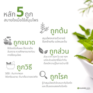 Clover Hebs By Clover Plus โคลเวอร์เฮิร์บ อาหารเสริม สมุนไพร ใบบัวบก พลัส แพ็คคู่ (2 กระปุก) (30 แคปซูล)