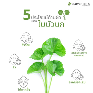 Clover Hebs By Clover Plus โคลเวอร์เฮิร์บ อาหารเสริม สมุนไพร ใบบัวบก พลัส แพ็คคู่ (2 กระปุก) (30 แคปซูล)