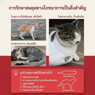 อาหารแมวโตเลี้ยงปล่อย ชนิดเม็ด (FIT) อาหารเม็ด สำหรับแมวโต เลี้ยงปล่อย อายุ 1 ปีขึ้นไป 400g/2kg.