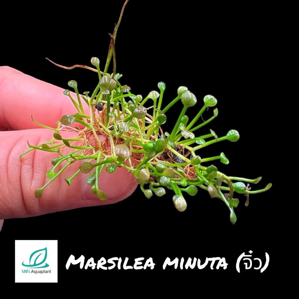 [Min]masilea minuta มาซิเลียมินูต้า ไม้น้ำไม้พื้นไม่ต้องตัด โตช้าใบกลมมน สีอมเหลืองทองเขียว แตกต่างจากไม้พื้นทั่วไป