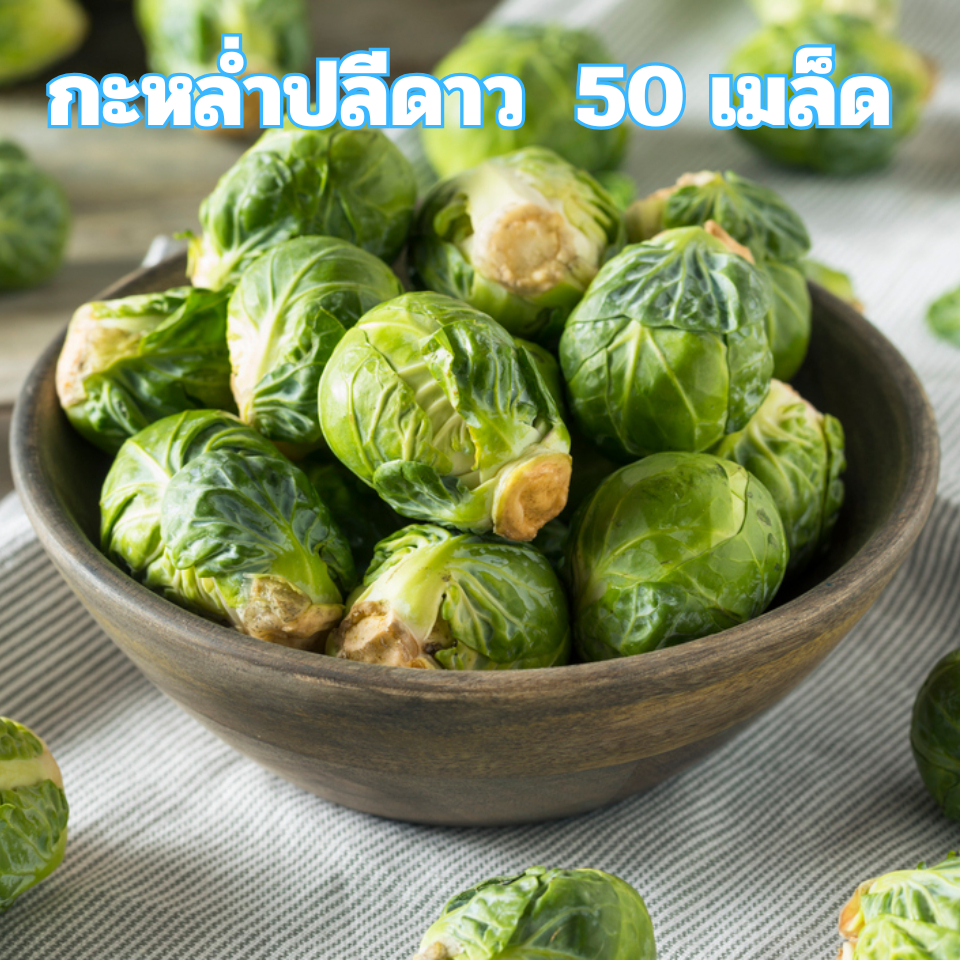 เมล็ดพันธุ์กะหล่ำปลีดาว 50 เมล็ด