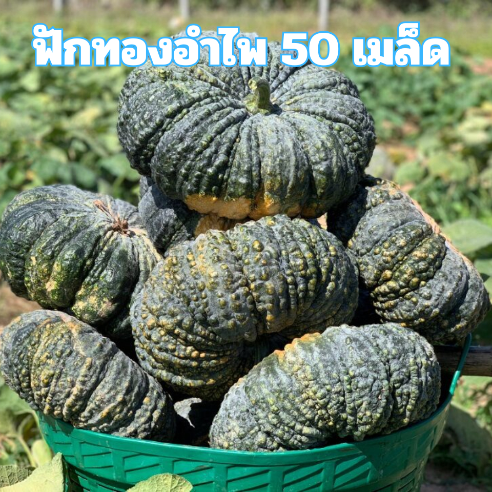 เมล็ดพันธุ์ฟักทองอำไพ 50 เมล็ด