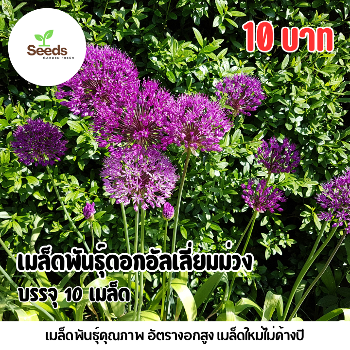 เมล็ดพันธุ์ดอกอัลเลี่ยมม่วง บรรจุ 10 เมล็ด
