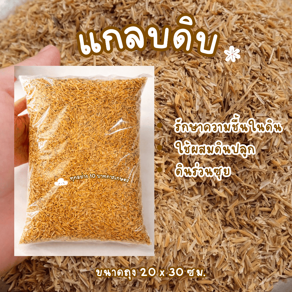 แกลบดิบ ผสมดินปลูกช่วยให้ระบายน้ำดี ดินโปร่ง น้ำไม่ขัง ใช้เพาะกล้าได้