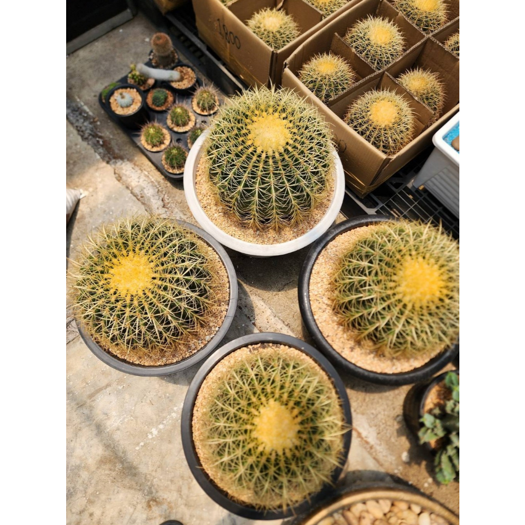 ถังทอง size 30-31 cm ถังทองแคคตัส ต้นถังทอง Golden Barrel Cactus ชื่อมงคล ไม้จัดสวน ชอบแดดมาก ไม่ต้องรดน้ำบ่อย