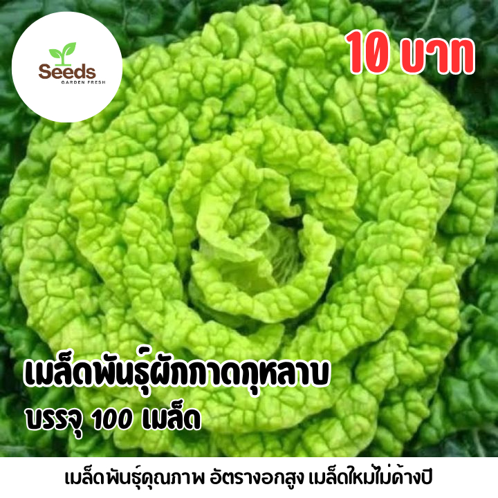 เมล็ดพันธุ์ผักกาดกุหลาบ บรรจุ 100 เมล็ด