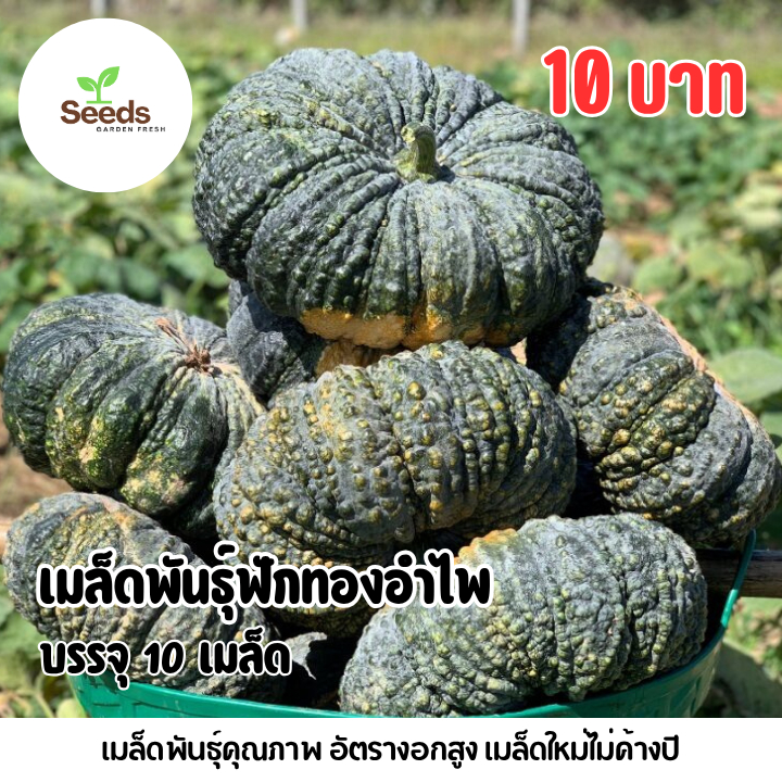 เมล็ดพันธุ์ฟักทองอำไพ บรรจุ 10 เมล็ด